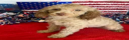 Cockapoo dogs for sale: Bear - Ad 3