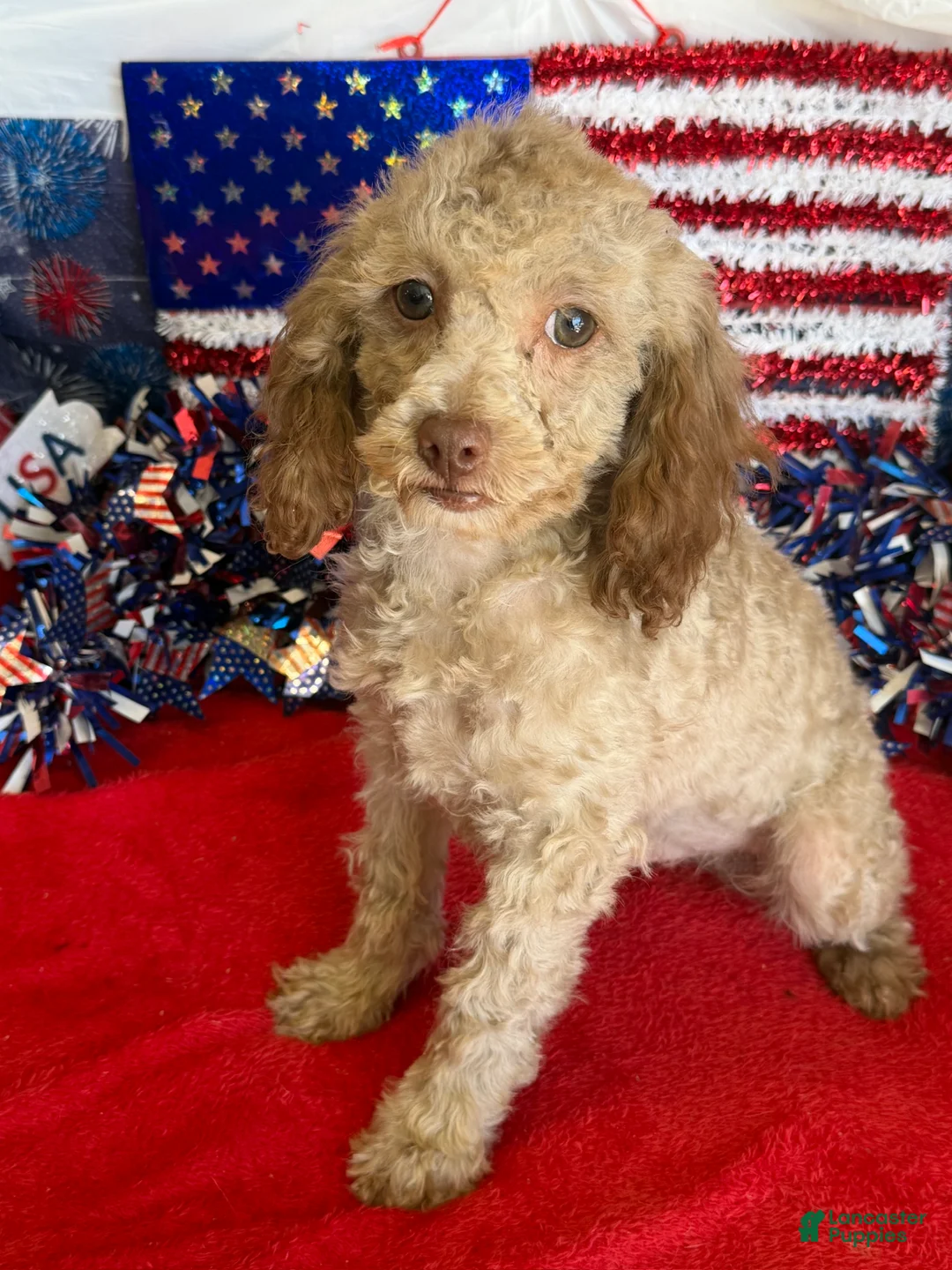 Cockapoo dogs for sale: Bear - Ad 3