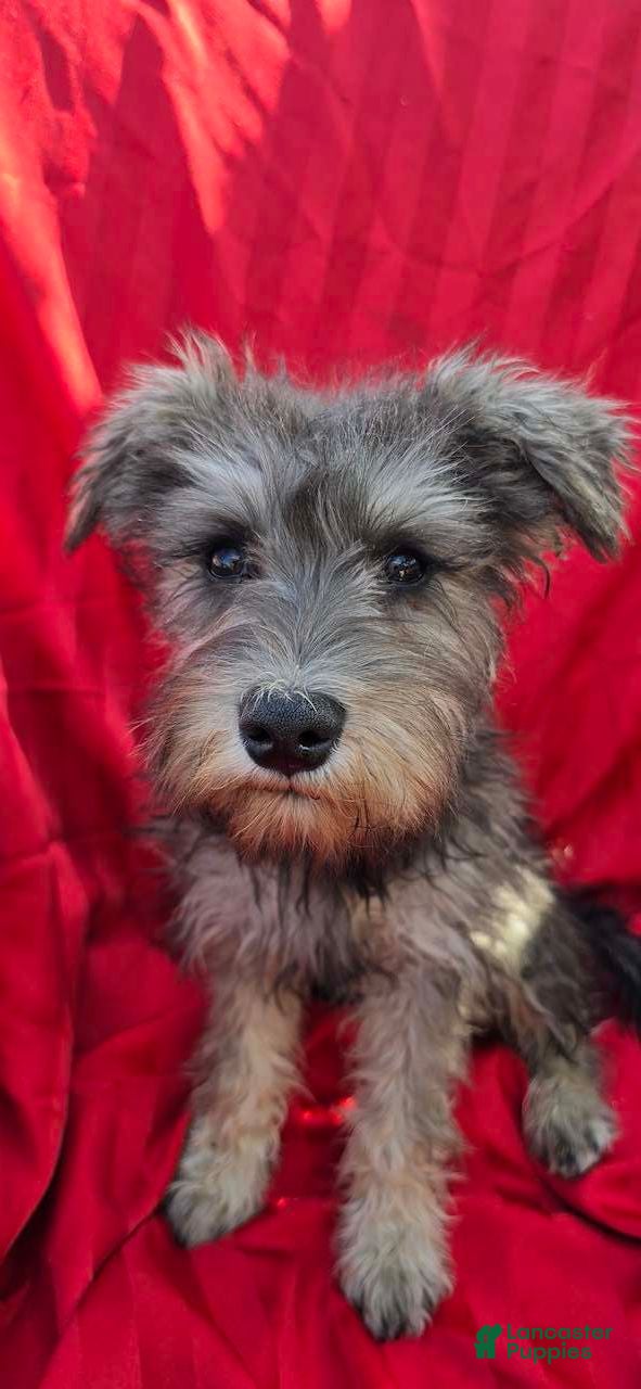 Miniature Schnauzer dogs Miniature Schnauzer 5 - Ad 1