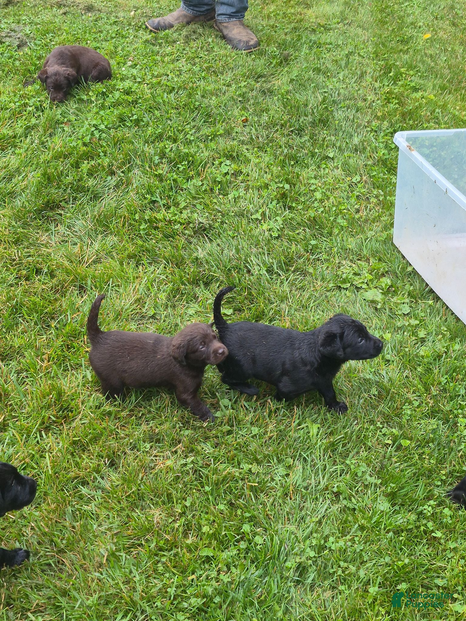 Labrador Retriever dogs Puppy 2 - Ad 4