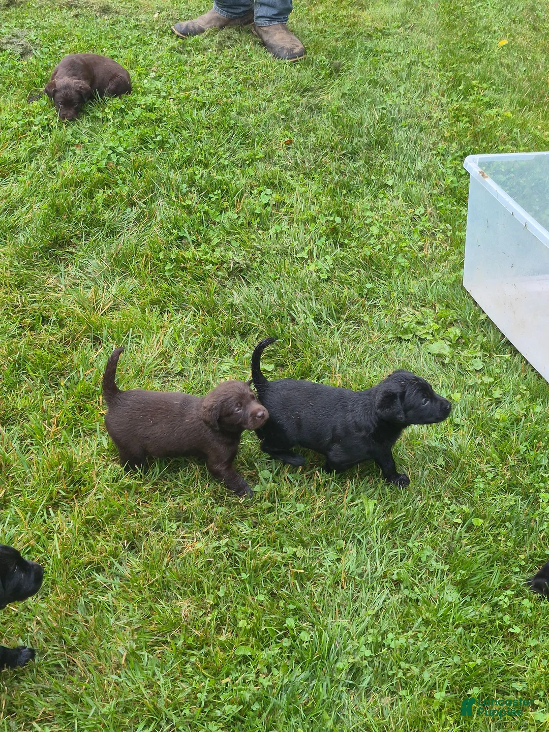 Labrador Retriever dogs for sale: Puppy 2 - Ad 1