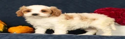 Cavapoo dogs for sale: Penelope - Ad 5