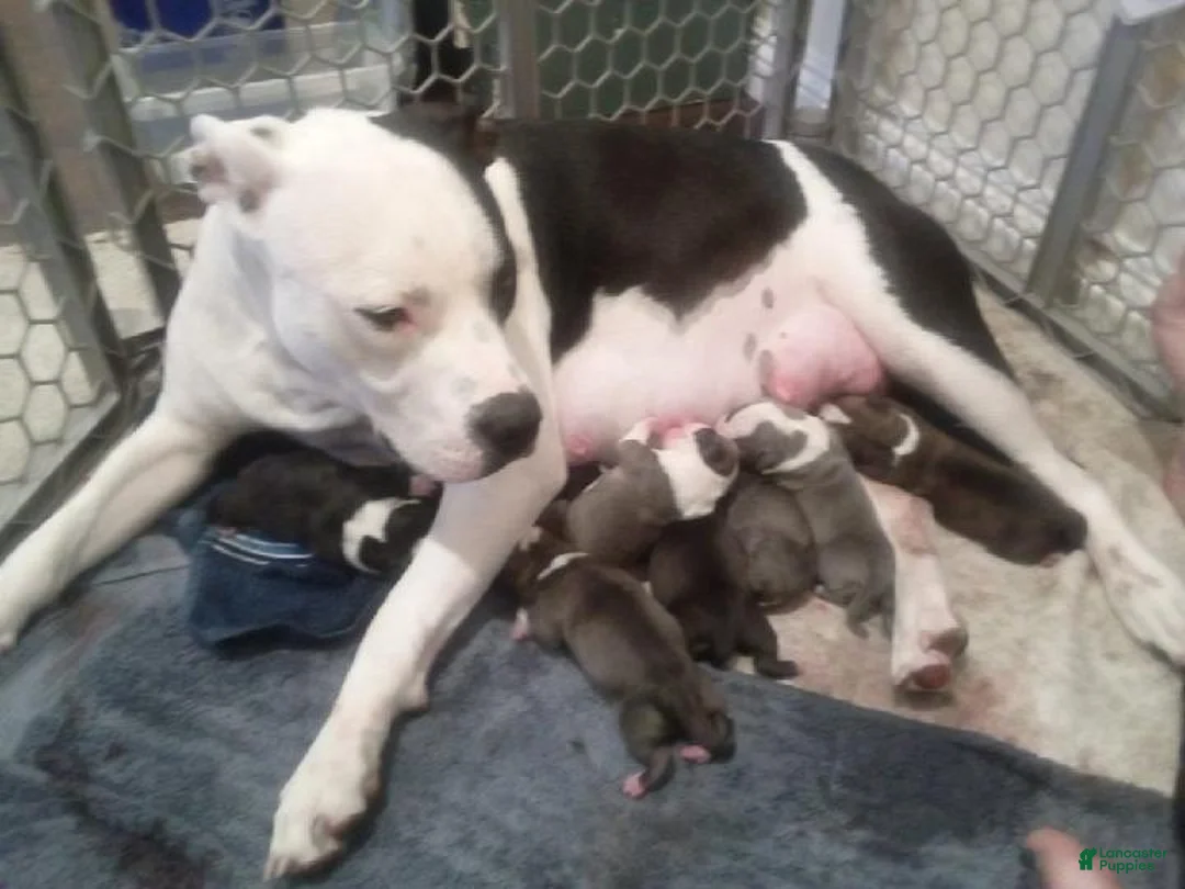 Gallery Image {{count}}