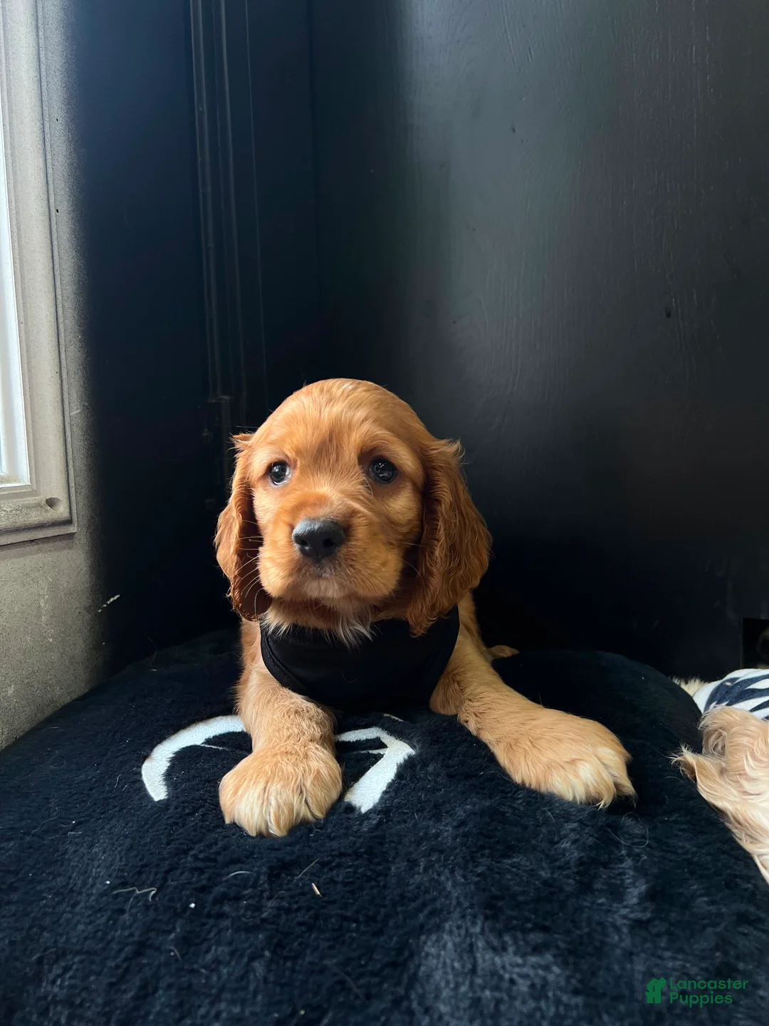 Cocker Spaniel dogs for sale: Bear - Ad 2