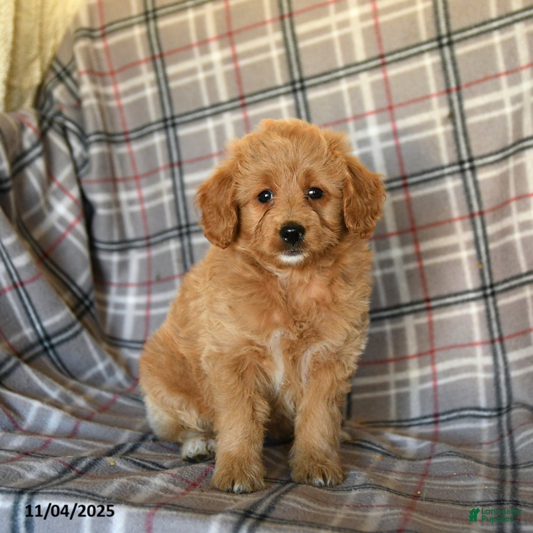 Mini Goldendoodle dogs for sale: Sera - Ad 6