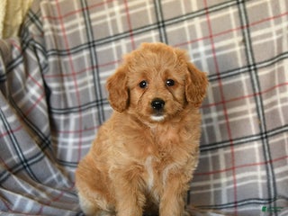 Mini Goldendoodle dogs - Ad 17
