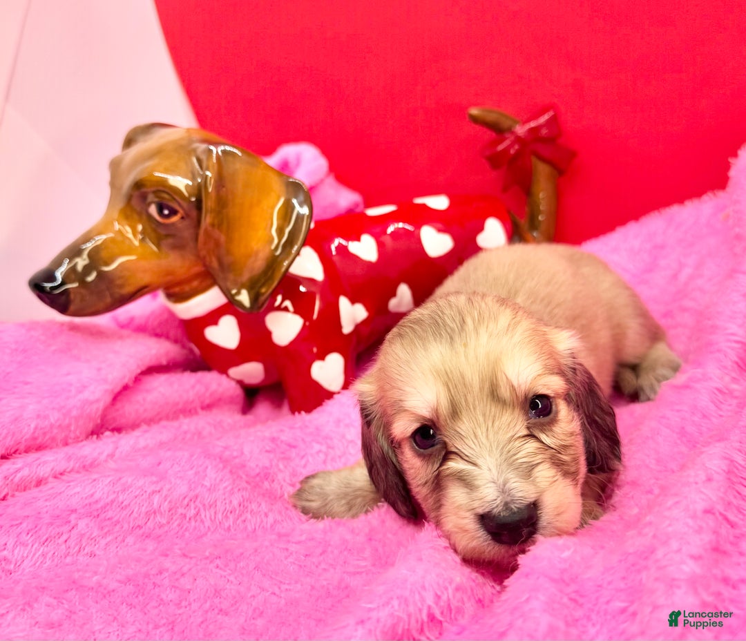 Miniature Dachshund dogs for sale: Cream girl - Ad 2