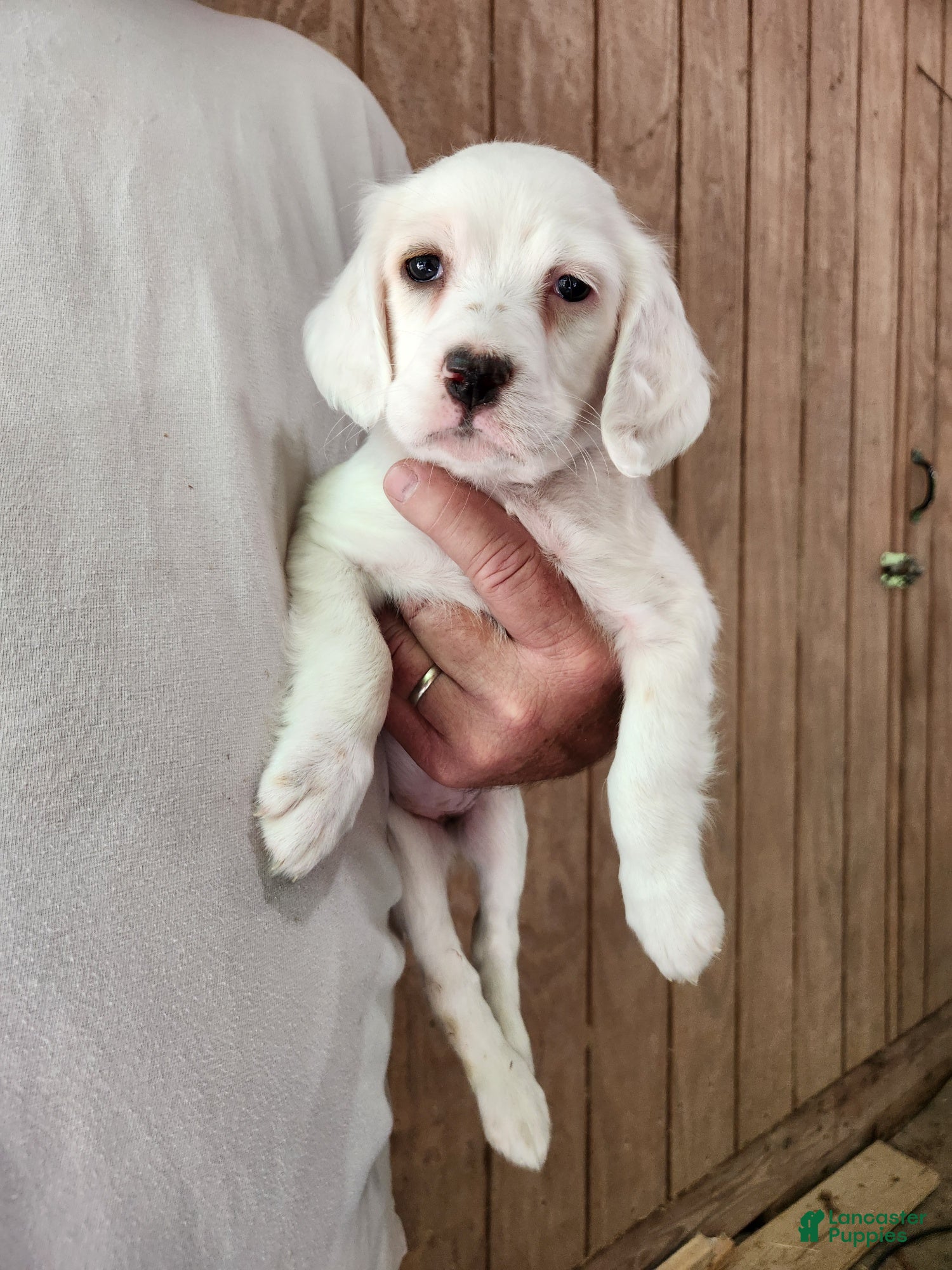 English Setter dogs Llewellin Setter Female 2 - Ad 2