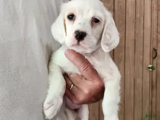 English Setter dogs Llewellin Setter Female 2 - Ad 2