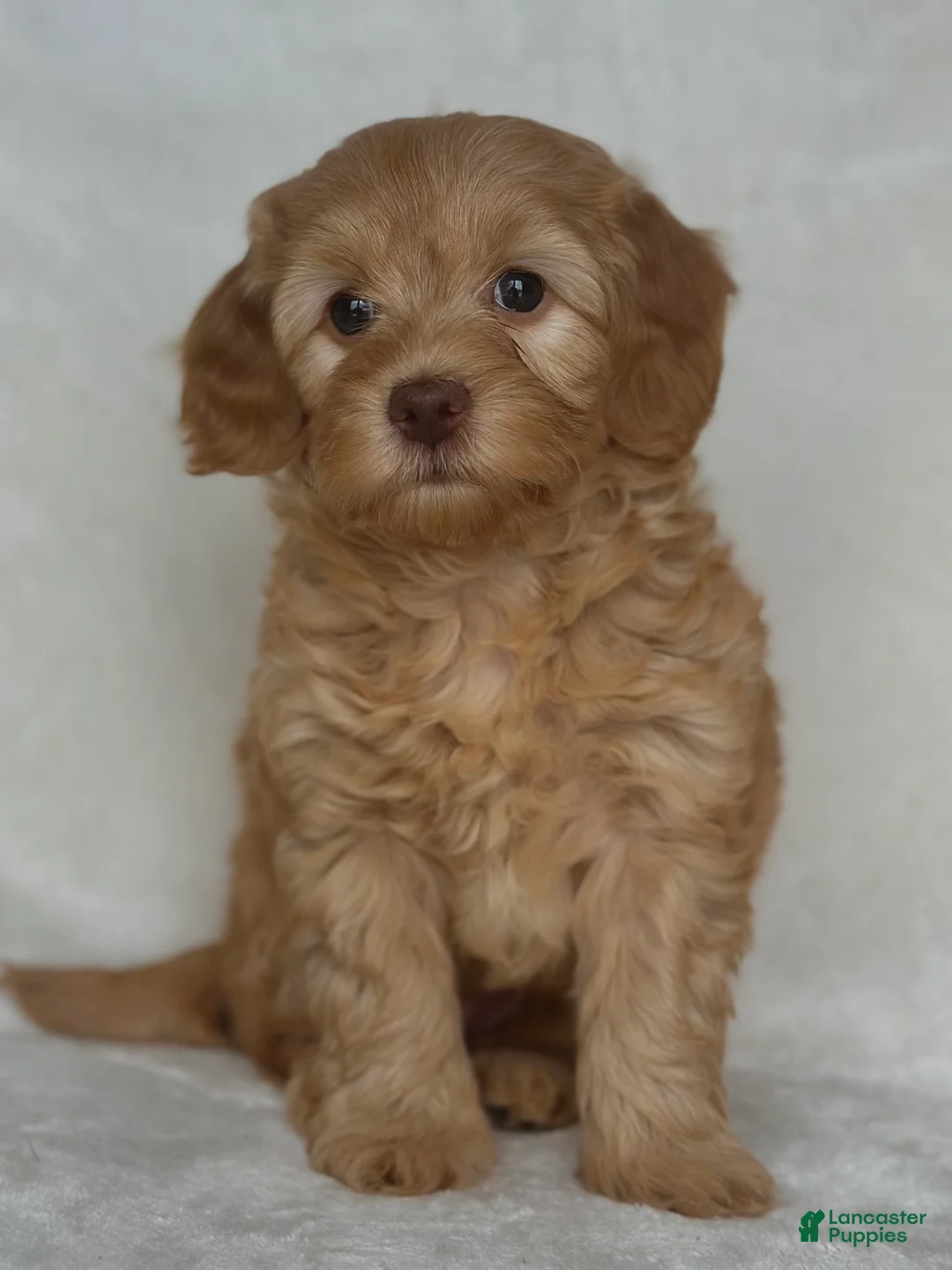 Mixed Breed dogs for sale: Shiloh - Ad 2