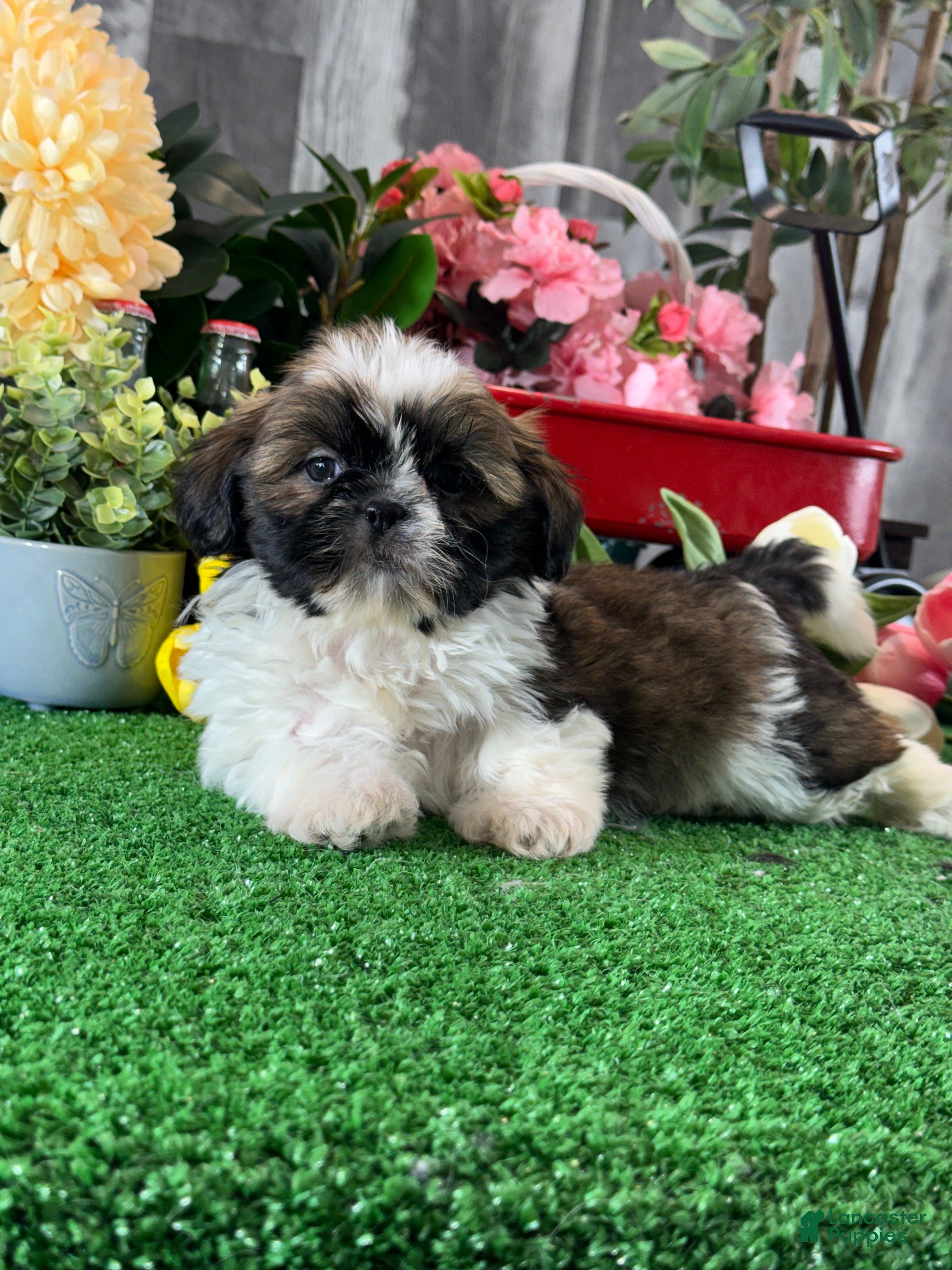 Shih Tzu dogs for sale: Siri  - Ad 4