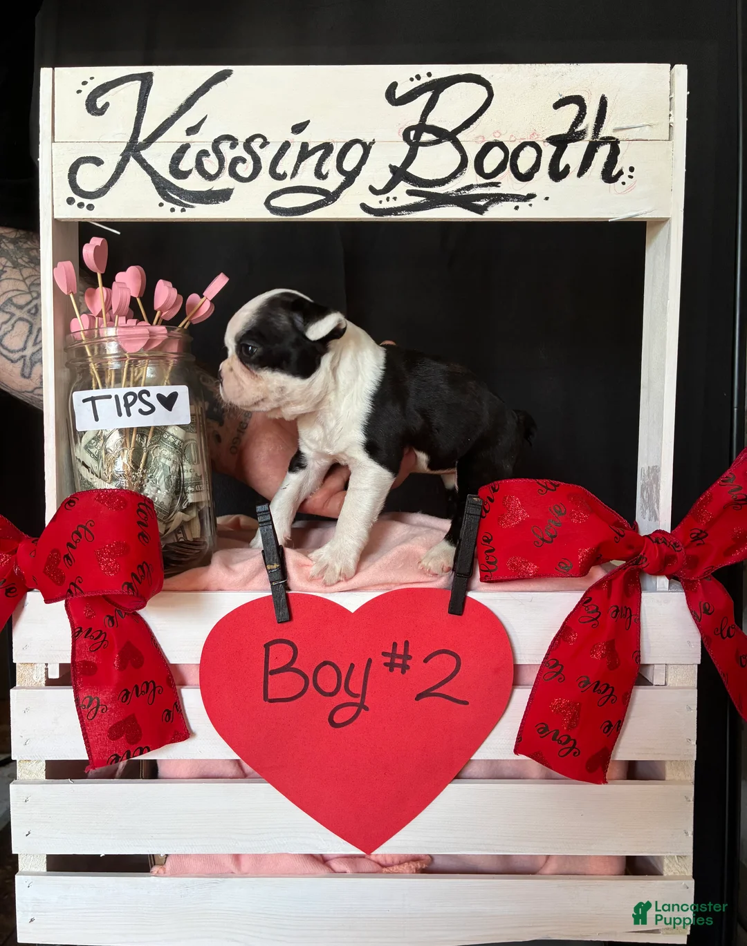 Boston Terrier dogs for sale: Boston Terrier Puppy 2 - Ad 9