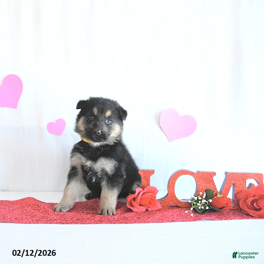 German Shepherd dogs for sale: Suella - Ad 5