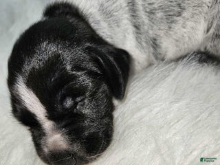 German Shorthaired Pointer dogs - Ad 13