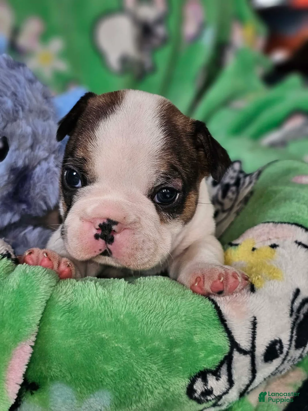 French Bulldog dogs for sale: French Bulldog Puppy 1 - Ad 1