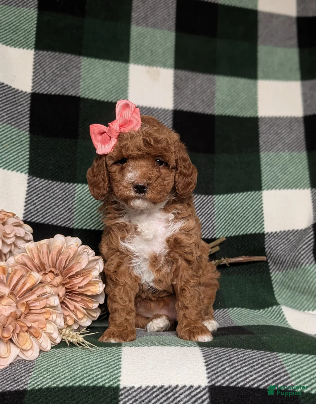 Miniature Poodle dogs for sale: Kassidy - Ad 2