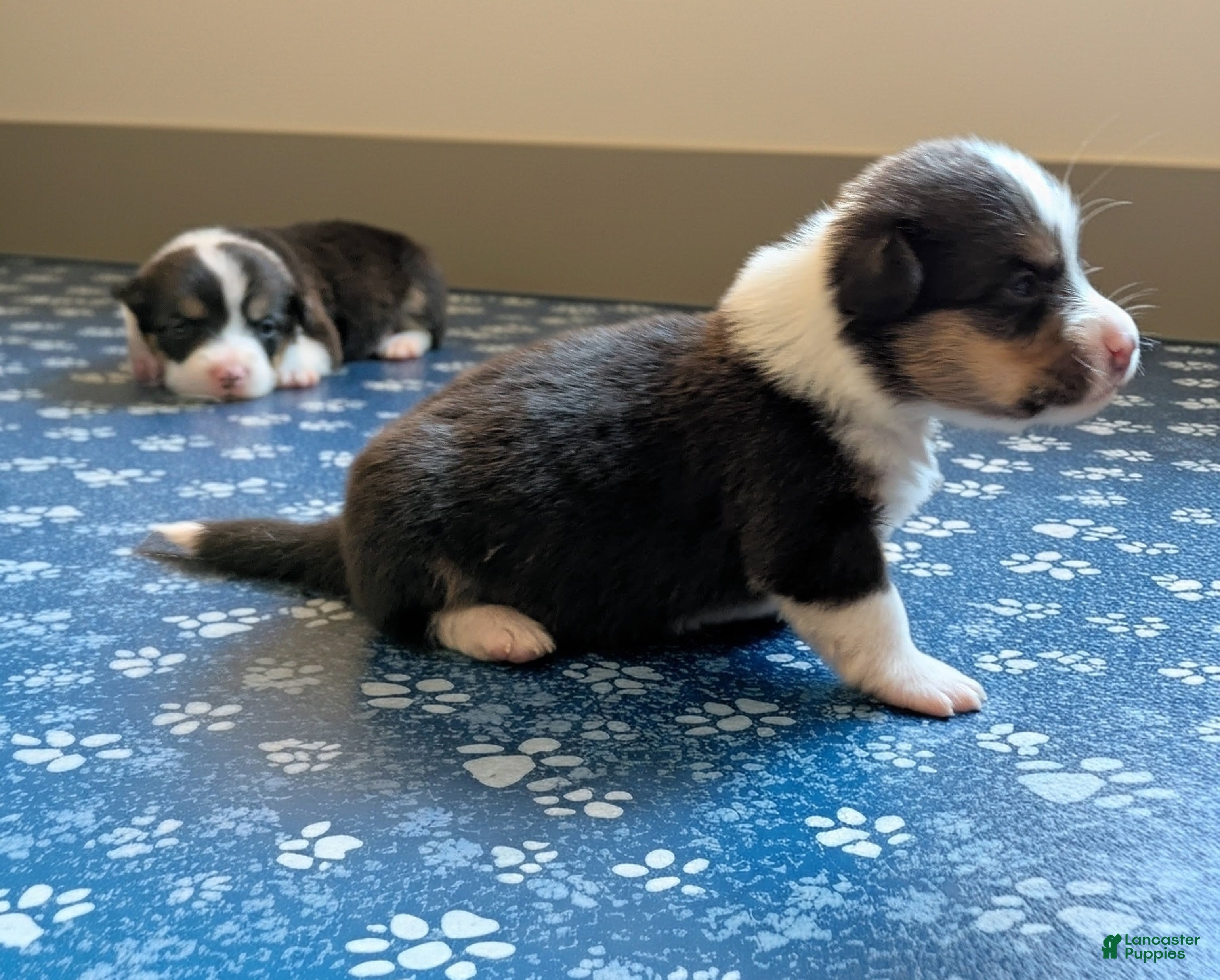Welsh Corgi Pembroke dogs Aspen  - Ad 14