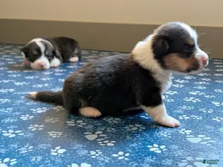 Welsh Corgi Pembroke dogs Aspen - Ad 14