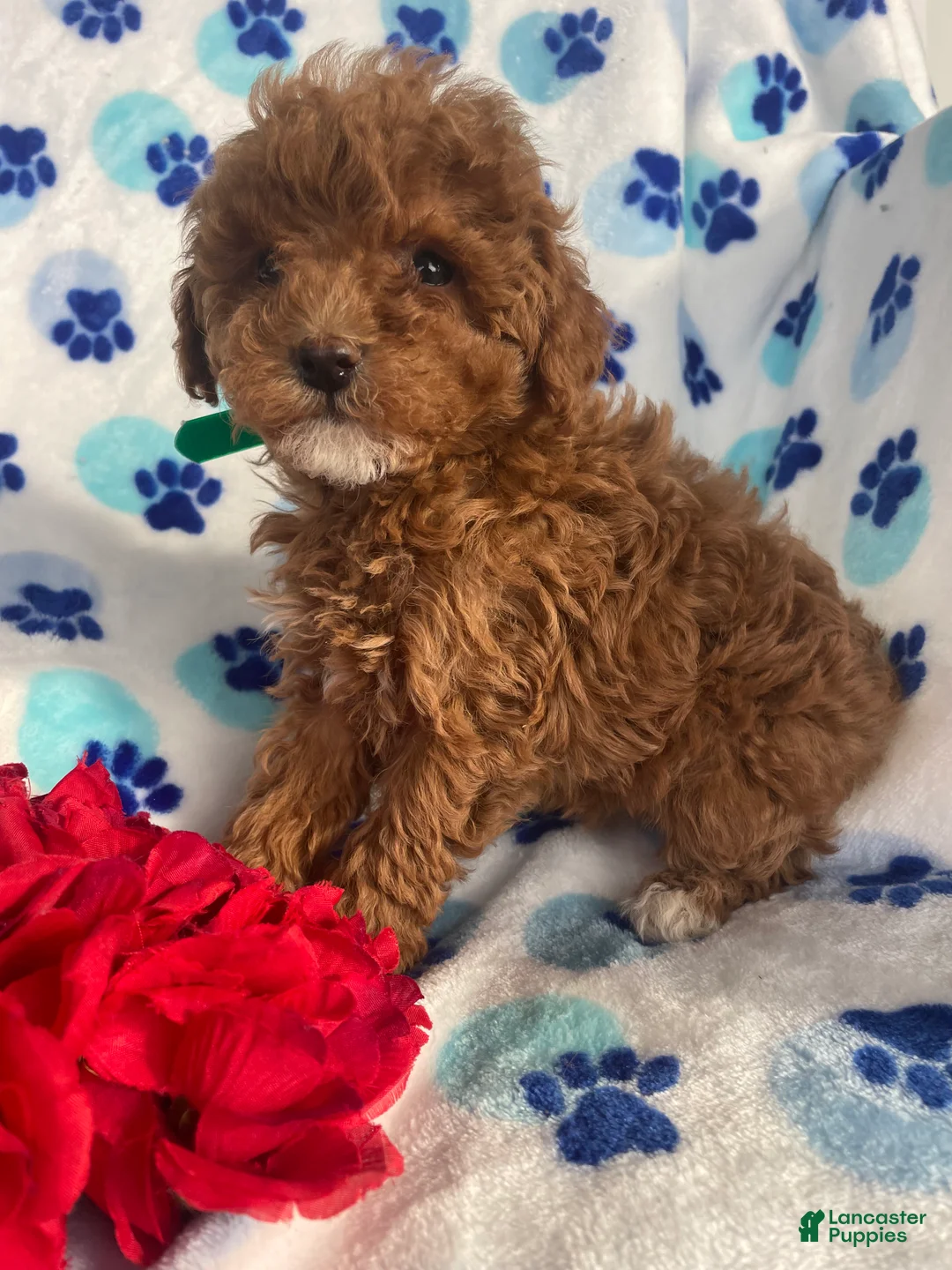 Toy Poodle dogs for sale: Gigi - Ad 2