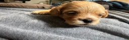 Maltipoo dogs for sale: Sahweetie - Ad 6