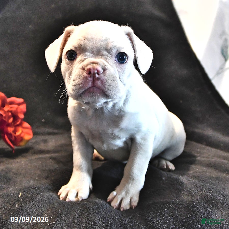 Frenchton dogs Silky - Ad 1