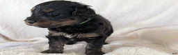Mixed Breed dogs for sale: Jean Luc - Ad 12