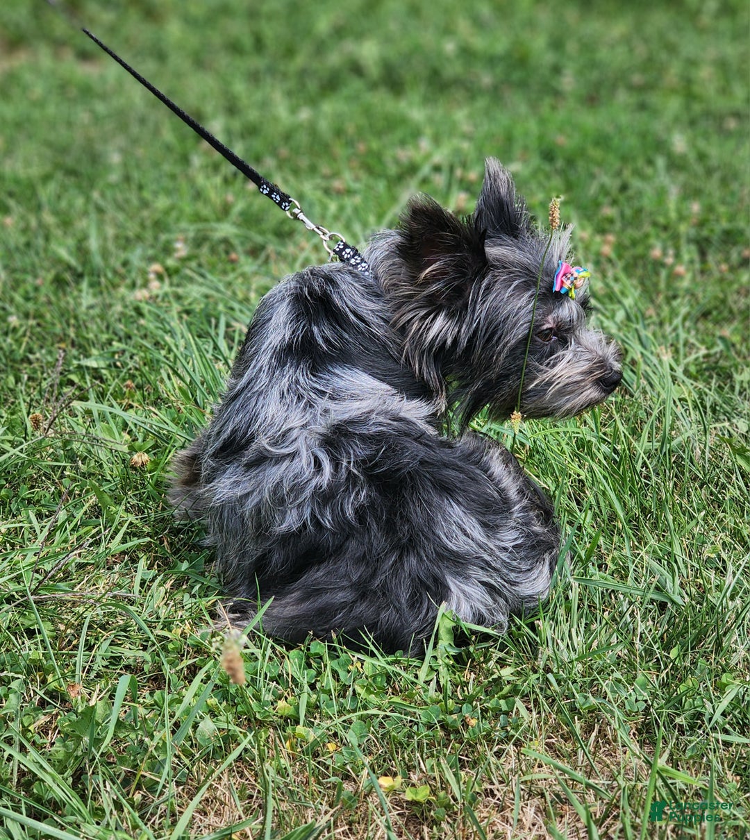 Yorkshire Terrier dogs for sale: Yorkshire Terrier Puppy 1 - Ad 4