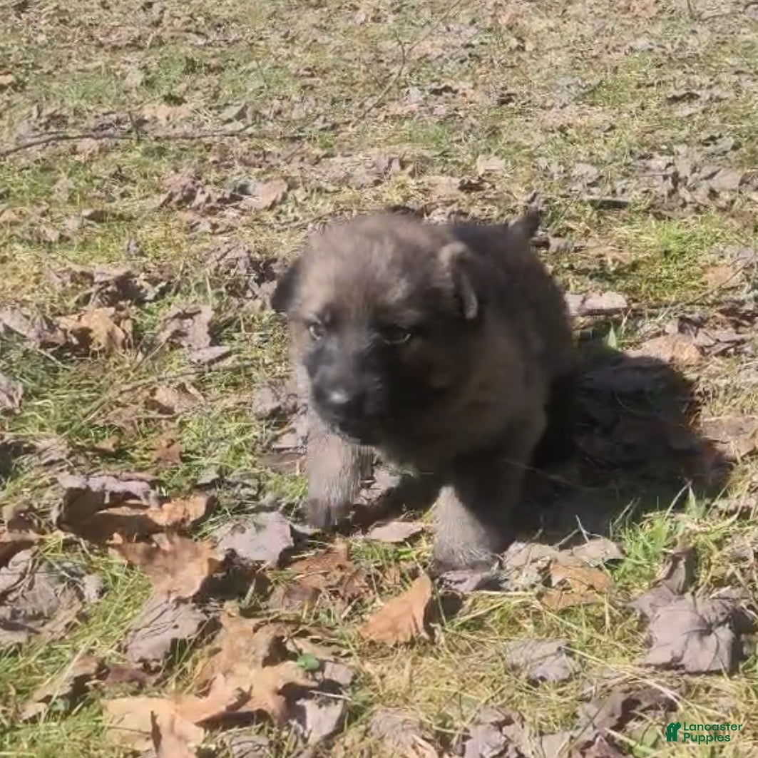 German Shepherd dogs THALIA - Ad 1