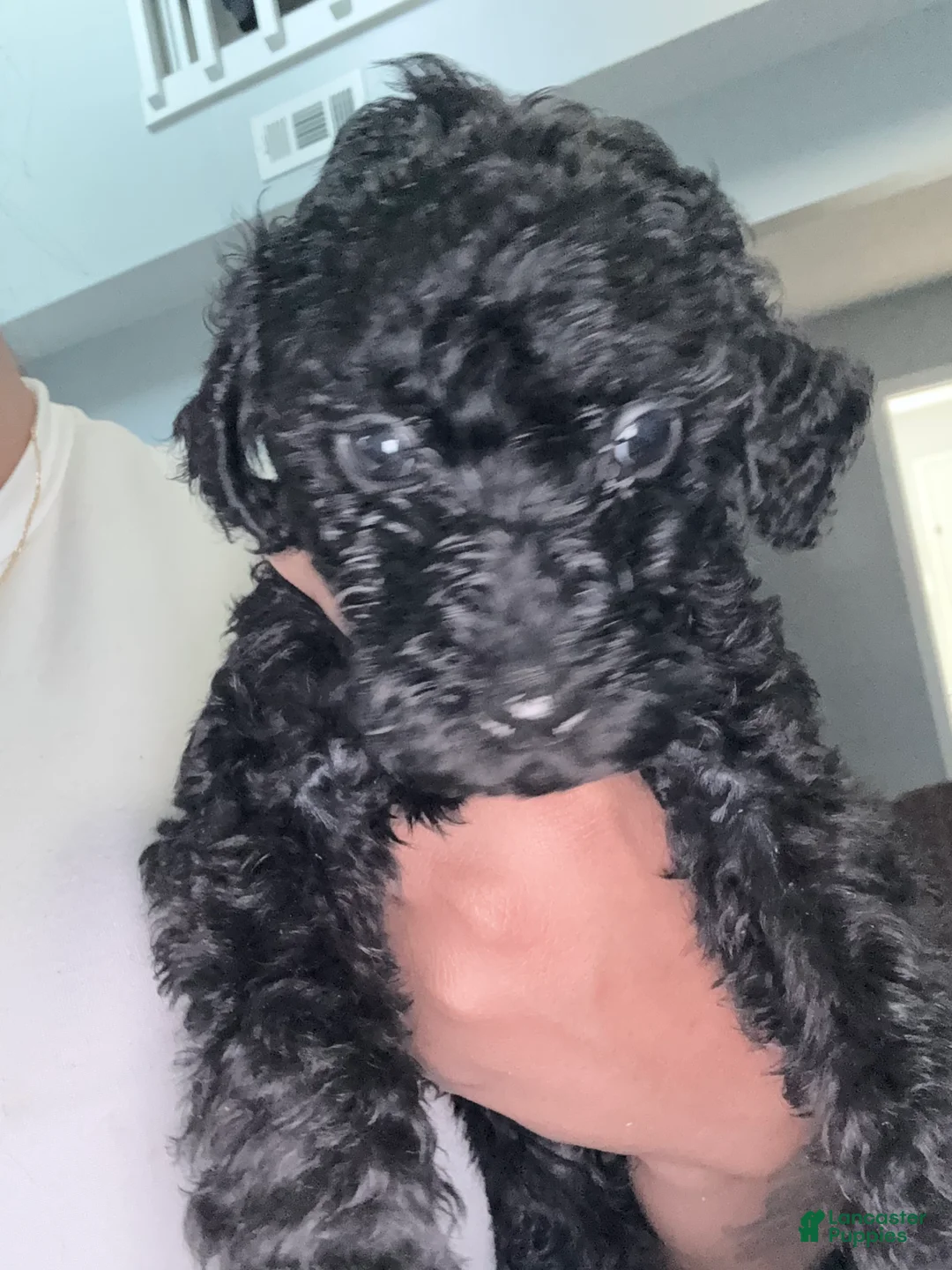 Double Doodle dogs for sale: Orange - Ad 2