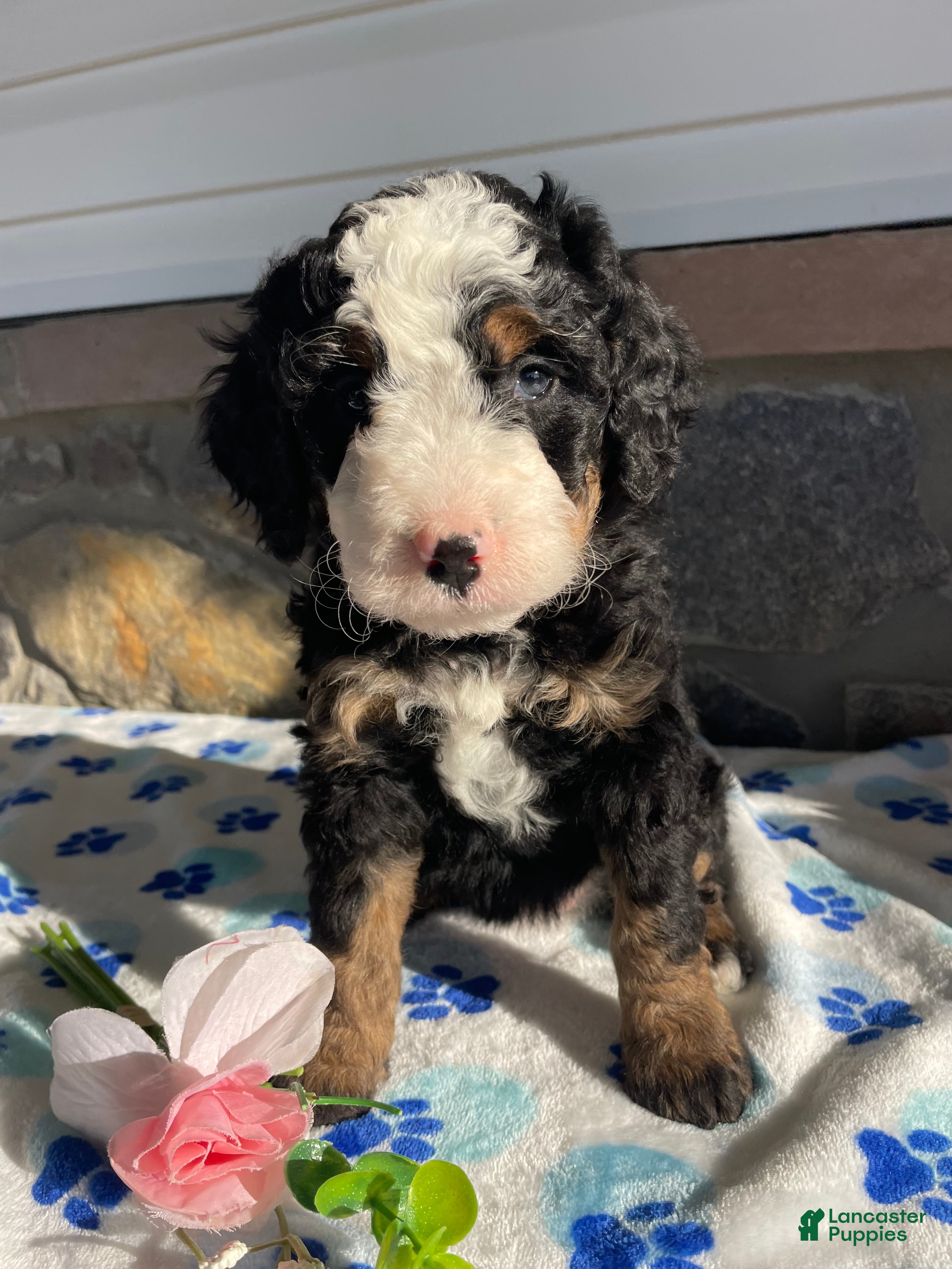 Mini Bernedoodle dogs Dolly - Ad 27