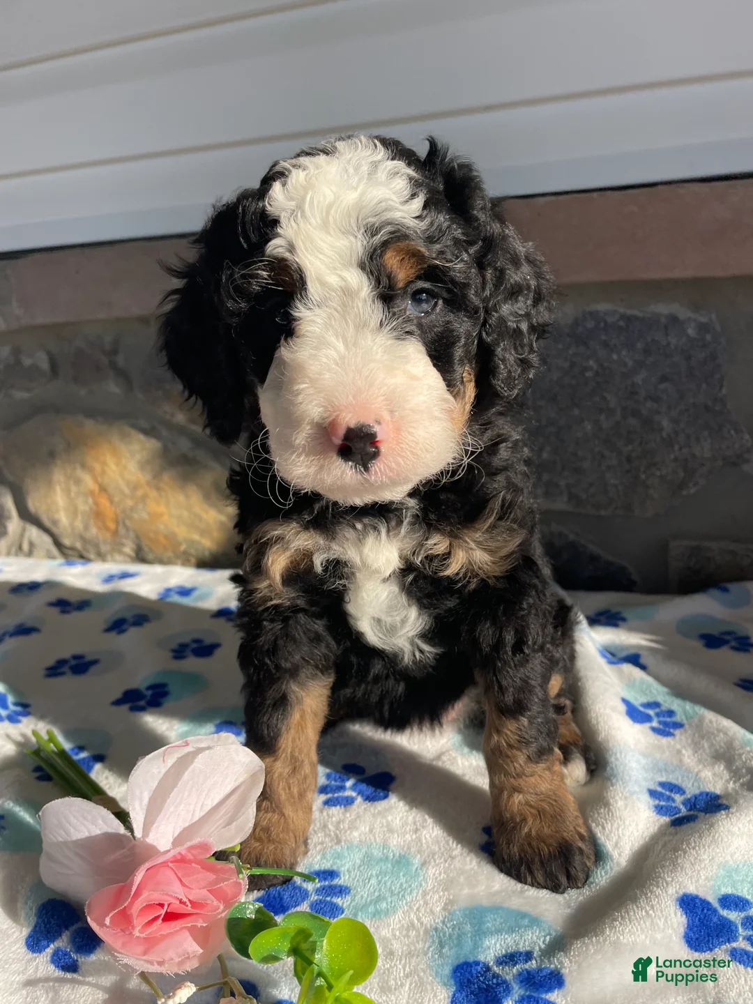 Mini Bernedoodle dogs for sale: Dolly - Ad 1