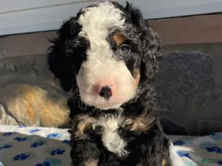 Mini Bernedoodle dogs Dolly - Ad 27
