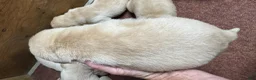 Labrador Retriever dogs for sale: Labrador Retriever 5 - Ad 2
