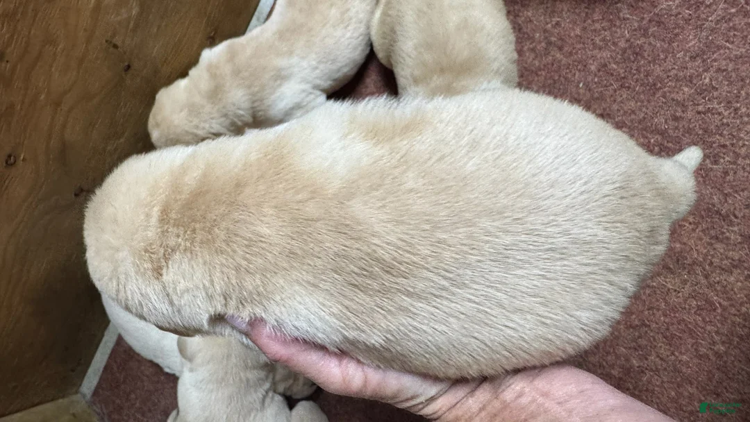 Labrador Retriever dogs for sale: Labrador Retriever 5 - Ad 2