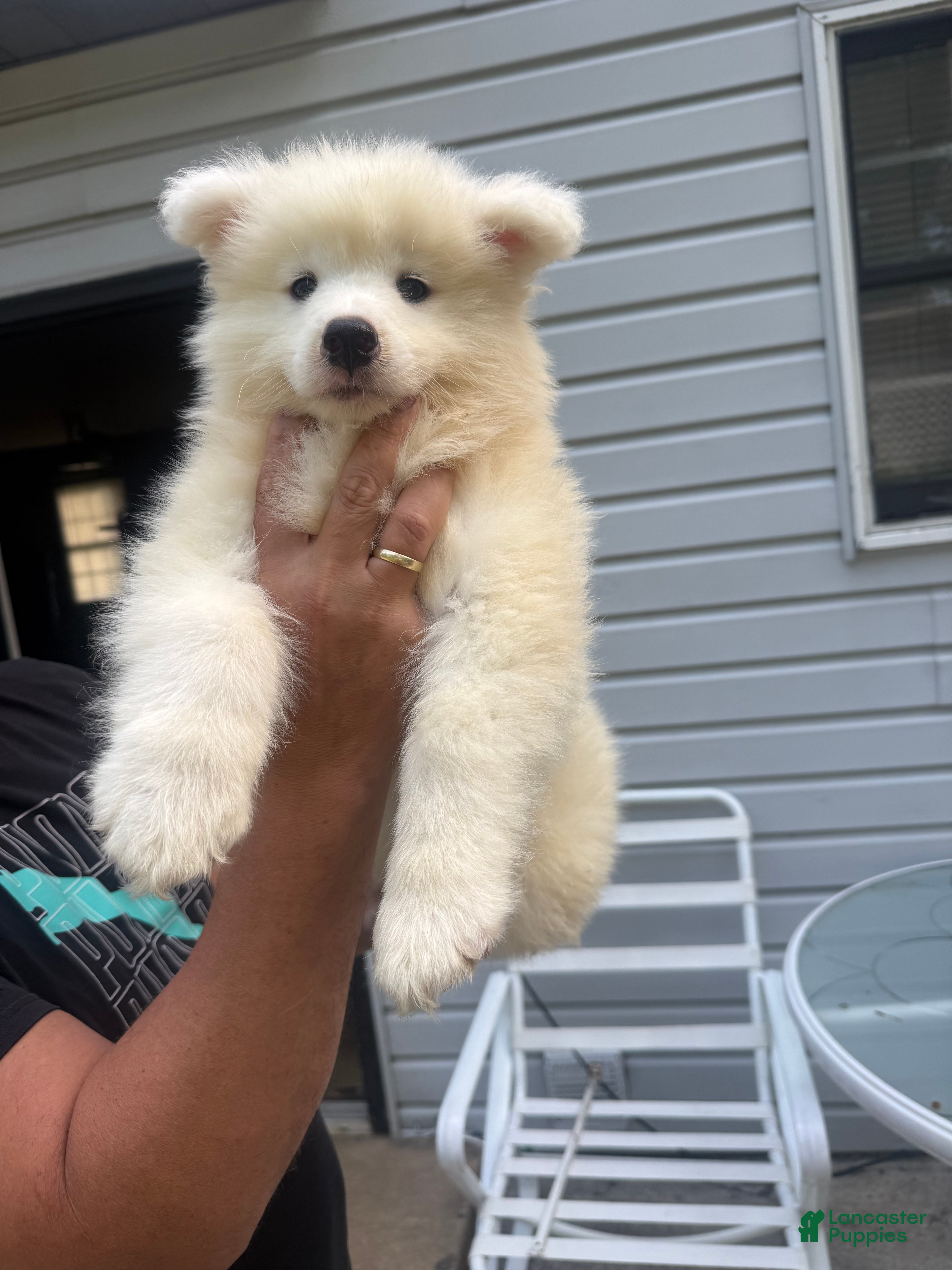 Samoyed dogs Samoyed 4 - Ad 25