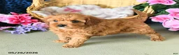 Cavapoo dogs for sale: Camila - Ad 5