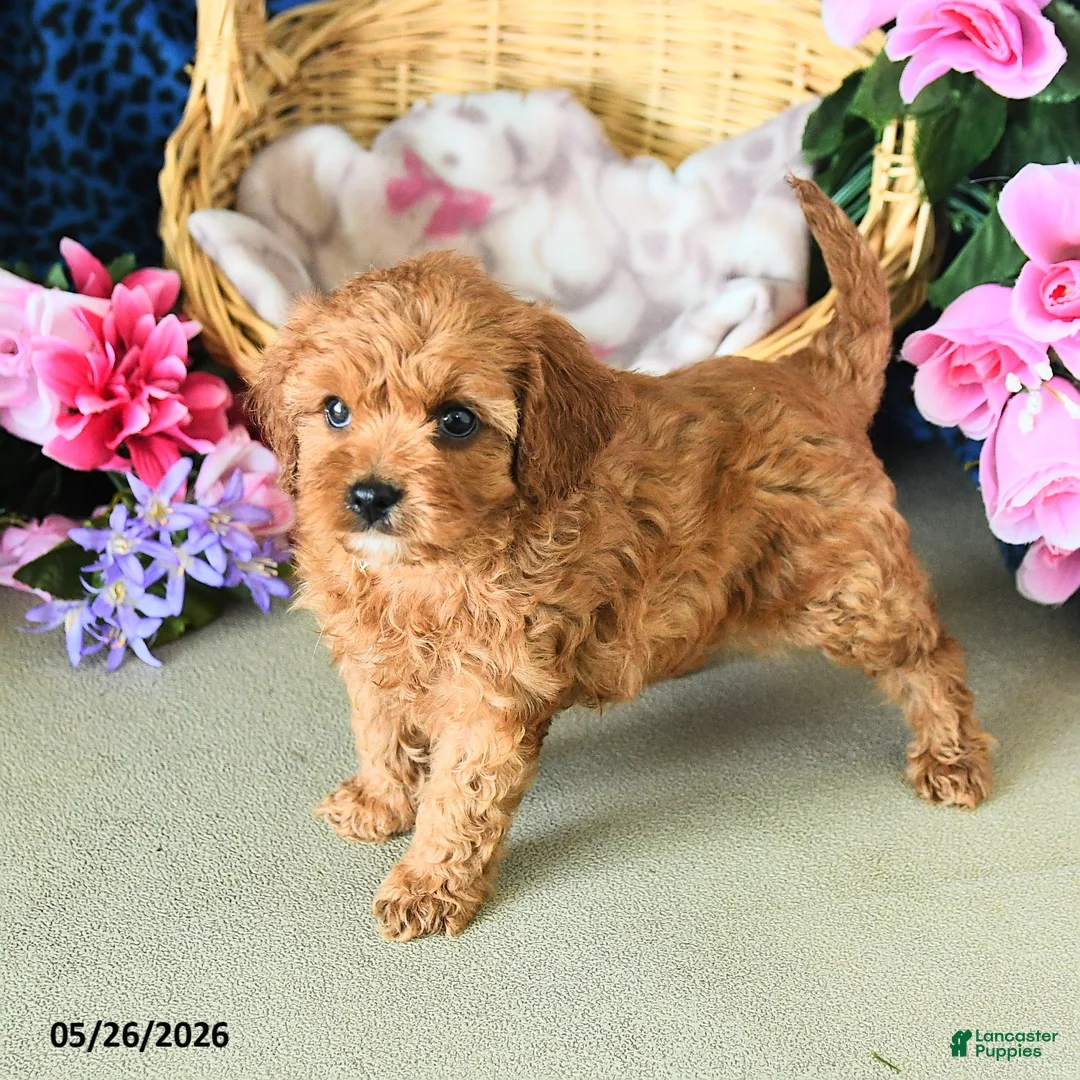 Cavapoo dogs for sale: Camila - Ad 5