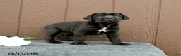 Cane Corso dogs for sale: Cormac - Ad 1