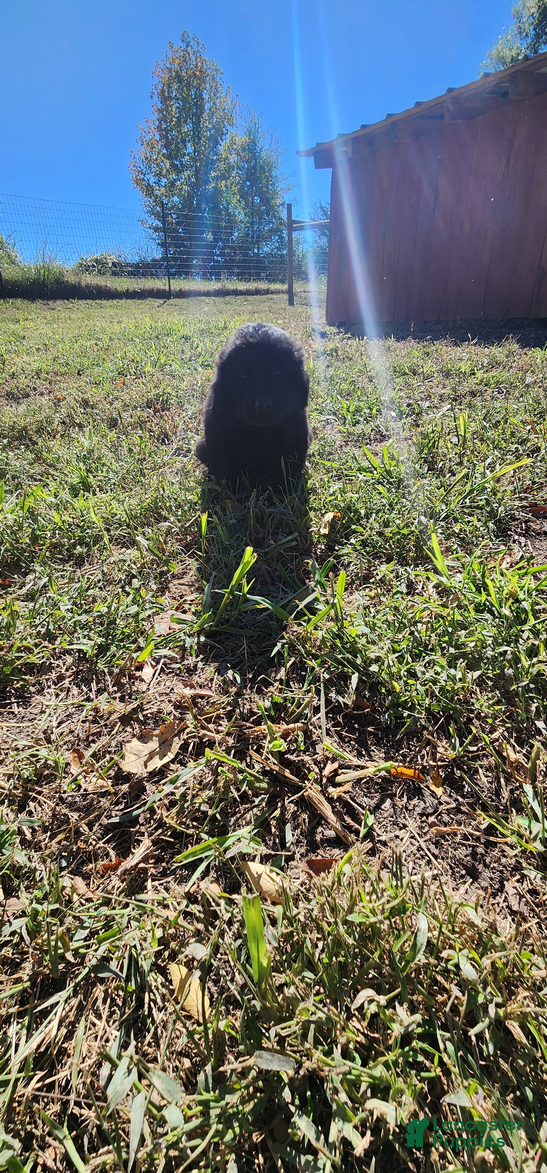 Newfoundland dogs for sale: Pink - Ad 2