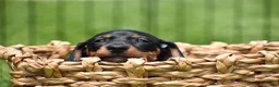 Miniature Dachshund dogs for sale: Slinky - Ad 14