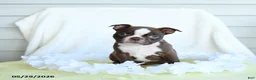 Boston Terrier dogs for sale: Norman - Ad 3