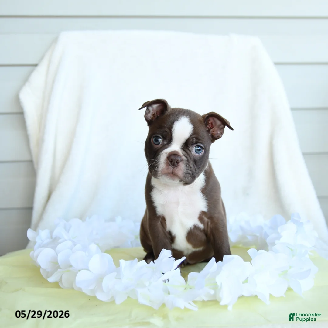 Boston Terrier dogs for sale: Norman - Ad 3