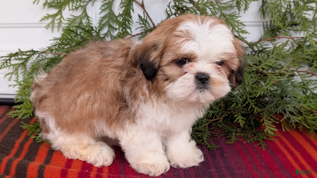 Shih Tzu dogs for sale: Bear - Ad 6
