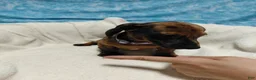 Miniature Dachshund dogs for sale: Miniature Dachshund 3 - Ad 4