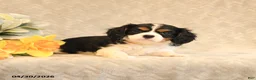 Cavalier King Charles Spaniel dogs for sale: Iris - Ad 5