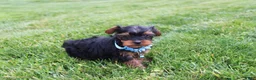 Yorkiepoo dogs for sale: Enzo - Ad 3