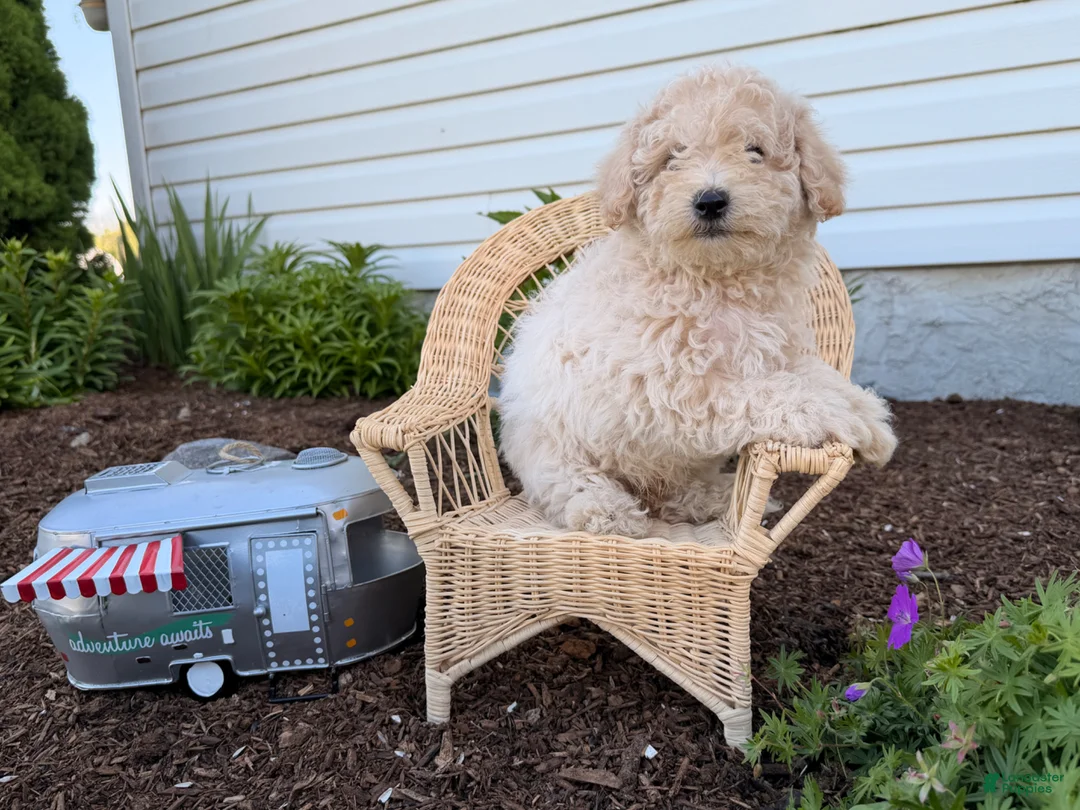 Bichpoo dogs for sale: Malachi - Ad 1