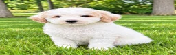 Miniature Poodle dogs for sale: Millie - Ad 1