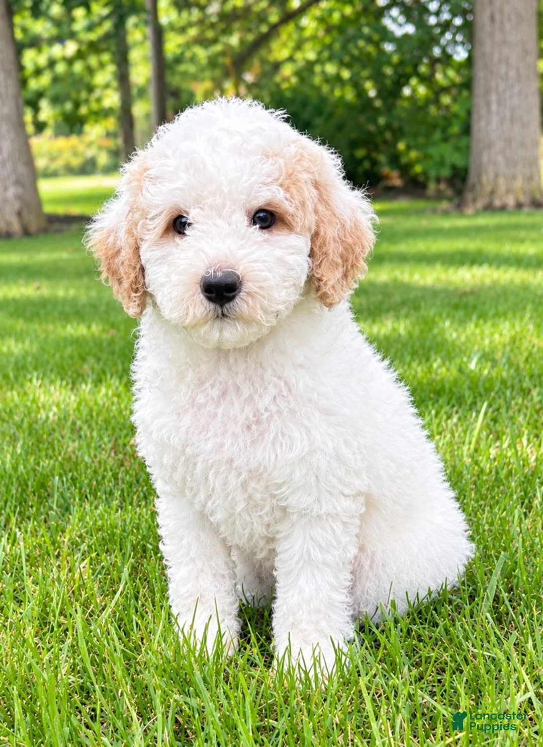 Miniature Poodle dogs for sale: Millie - Ad 1