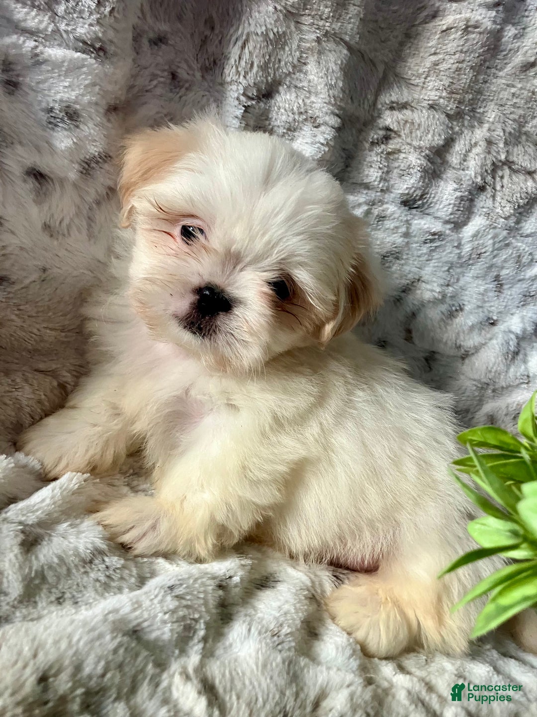 Shih Tzu dogs for sale: Luna - Ad 3